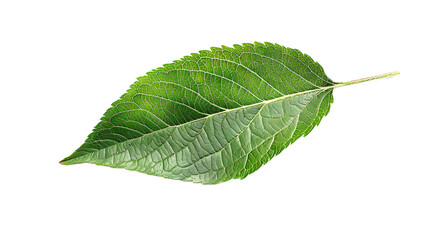 Green apple leaf isolated on transparent background