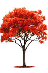 Fototapeta premium A tropical flamboyant tree with bright red-orange blossoms, isolated on transparent background, PNG file, adding a fiery burst of color
