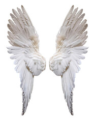 Obraz premium White angel wings on black