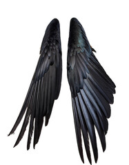 Close-up of black bird wings