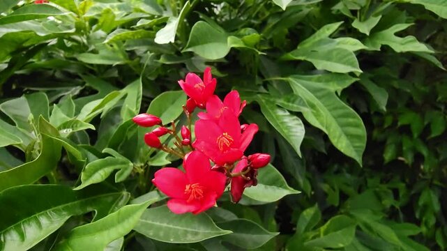 Vibrant cluster of red Jatropha integerrima flowers against a backdrop of dark green foliage