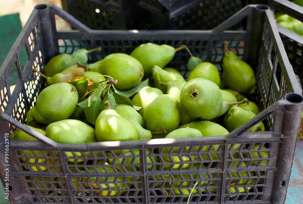 Wall mural Green organic pears in a black crate.