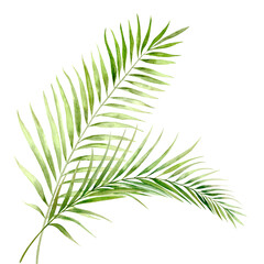 Palm Leaves. Watercolor Clip Art. The illustration is hand drawn in pastel colors. Suitable for card designs, textiles and scrapbooking.