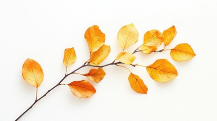 Fototapeta premium autumn bouquet made of golden leaves, set against a clean, modern white background