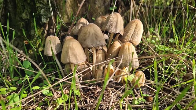 Cluster of poisonous mushrooms growing near a tree trunk in the forest. Coprinellus fungi species