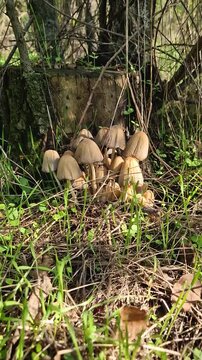 Cluster of poisonous mushrooms growing near a tree trunk in the forest. Coprinellus fungi species