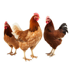 chicken, bird, hen, animal, farm, white, isolated, rooster, poultry, chick