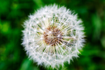 Obraz premium A close up of a dandelion seed head.