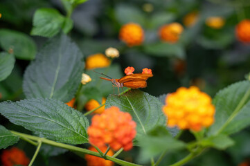 Orange Long Wing butterfly on a leaf