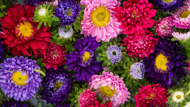 art background of purple, pink, and red autumn aster flowers in water