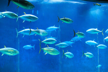 クロマグロの巨大水槽