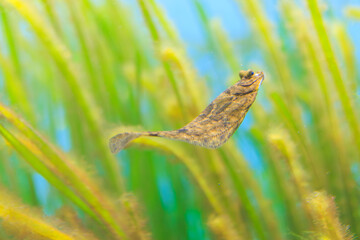 マコガレイ, 真子鰈, 城下かれい, カレイ科, アマモ, 甘藻, アマモ場, 種子植物, 幼魚, 海草, 藻類, 海藻, 水族館, 水族園, アクアリウム, フィッシュウォッチング, 魚, 海水魚, 魚類, 魚介類, 小魚, 動物, 生き物, 生物, 鑑賞魚, 生態, 水槽, 観光, アクア, 風景, 水中, 海中, 可愛い, 癒し, 海, 水中写真, 綺麗, 泳ぐ, 茶色, 黒褐色, イメージ
