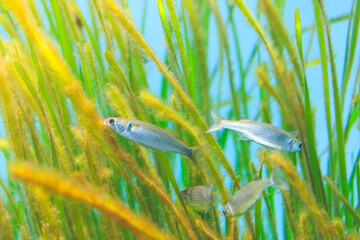 アマモに付着した藻類を食べるボラの稚魚