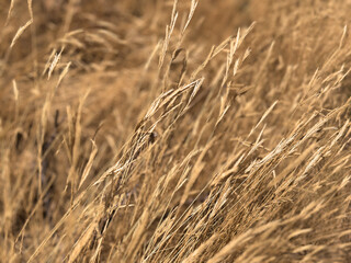Dry withered grass plant on a meadow