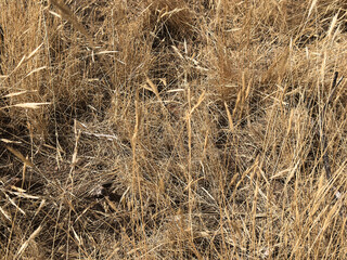 Dry withered grass plant on a meadow