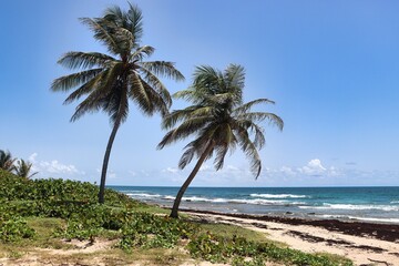 Fototapeta premium Barbados