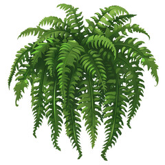 fern, leaf, plant, nature, leaves, forest, tree, summer, garden, isolated