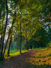 Fototapeta premium autumn in the forest