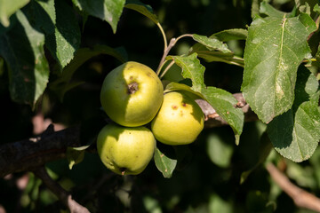 Manzanas verdes silvestres recién cosechadas cuelgan de una rama, rodeadas de hojas lustrosas.
