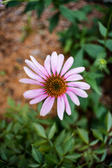 Obraz premium This image provides a closeup view of a beautiful pink flower that has a vibrant yellow center, all of which is framed by lush green leaves surrounding it, creating a vibrant scene