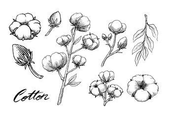 Organic cotton plant illustration. Hand drawn line wedding herb, elegant leaves and badges logo template. Vintage stamp labels for tag. Line and Ink sketch. Botanical trendy greenery. Vintage style. 