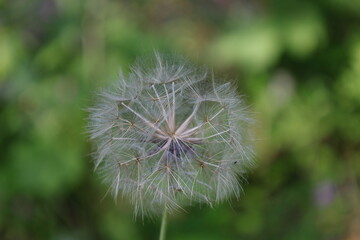 Obraz premium Fluffy dandelion close-up. Botanical macro photography.