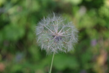 Fluffy dandelion close-up. Botanical macro photography.
