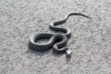 snake on the ground
