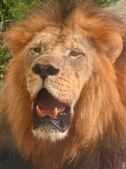 portrait of a lion captured in Houston Zoo, Texas, USA