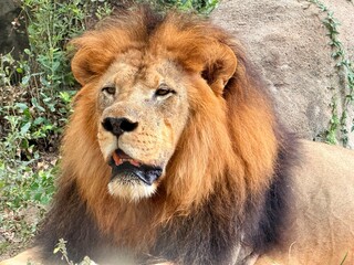 portrait of a lion captured in Houston Zoo, Texas, USA
