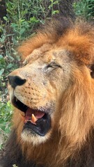portrait of a lion captured in Houston Zoo, Texas, USA