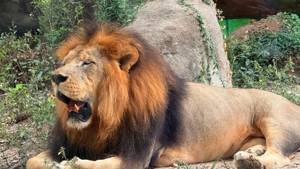 portrait of a lion captured in Houston Zoo, Texas, USA