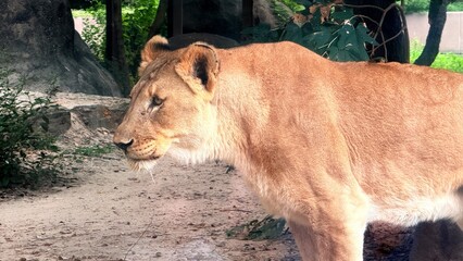 portrait of a lion captured in Houston Zoo, Texas, USA