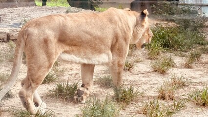 portrait of a lion captured in Houston Zoo, Texas, USA