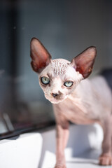 sphynx cat close up portrait