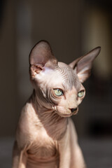 Cute sphynx cat, friendly little cat
