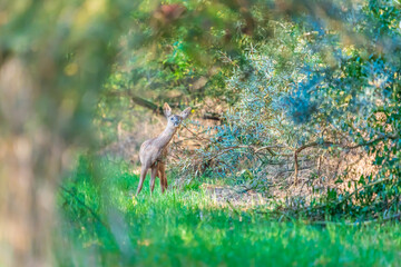 A roe deer in the wild