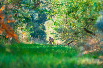 A roe deer in the wild