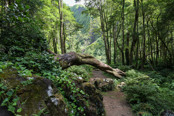 Paysage sauvage sur l'île de Flores aux Açores