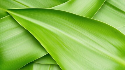Abstract Green Leaf Texture Background