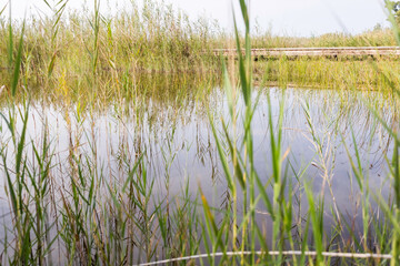 Vegetaci&oacute;n en el lago