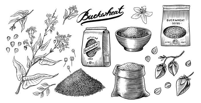  Collection of buckwheat. Engraved, hand drawn plant and buckwheat groats. Grass cereal crops outline icon set vector illustration. Ink and clipart style. Line hand drawing agriculture.