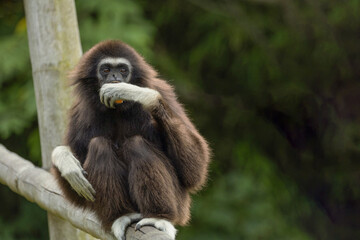 lar gibbon white-handed gibbon, an endangered primate in the gibbon family