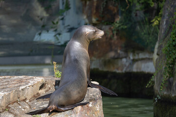 Obraz premium fur seal on the shore, selective focus