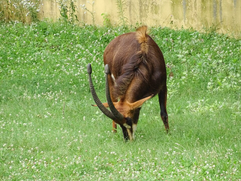 Sable antelope (Hippotragus niger) in the grass