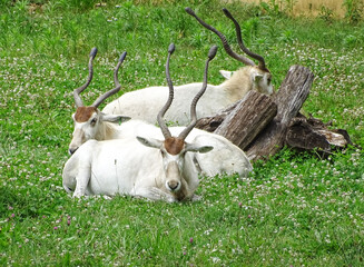 Addax antelopes rest on the grass during the summer. Addax nasomaculatus