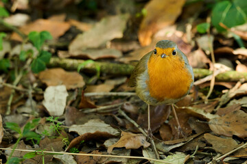 European Robin bird, Erithacus rubecula
