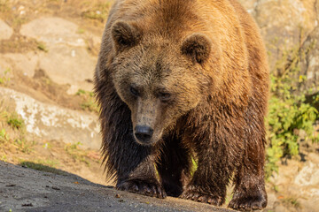 Brown Bear majestic, big powerful mammals