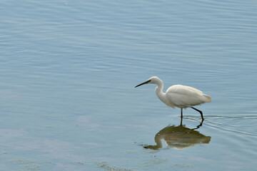 petite aigrette, Egrette garzetta