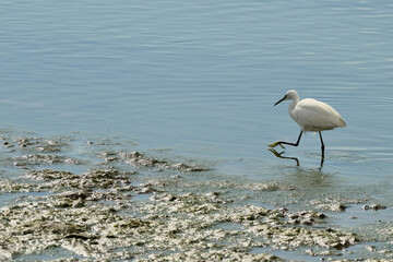 petite aigrette, Egrette garzetta